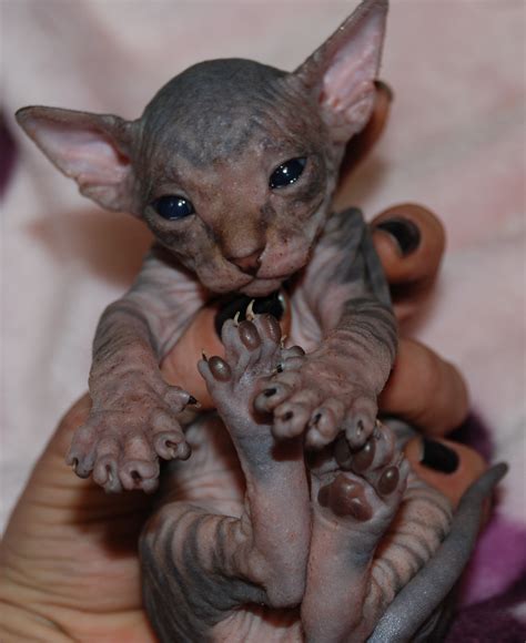 Sphynx breeders - Sphynx Cat Origins. The Sphynx was developed as a breed in the 1960s by a breeder in Toronto, Canada. In fact, the breed's original name was the Canadian Hairless Cat. The cat's hairlessness is actually a naturally occurring genetic mutation that was used to create the foundation stock for the breed known …